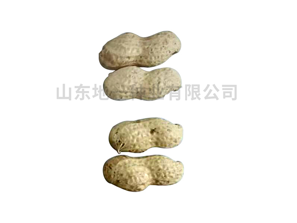 濰花22號果實(shí)