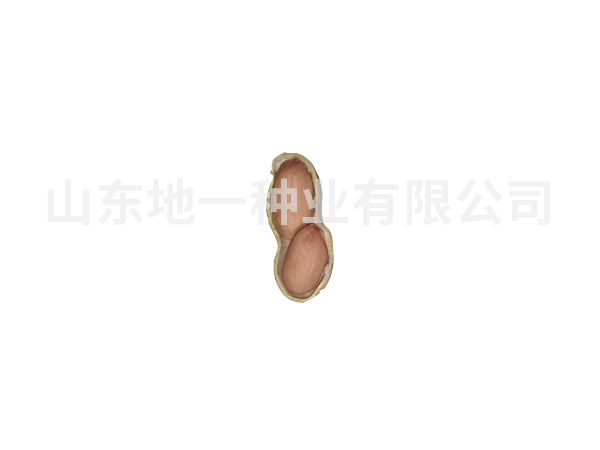 濰花23號種子